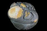 Perfectly Enrolled Morocops (Phacops) Trilobite #71678-1